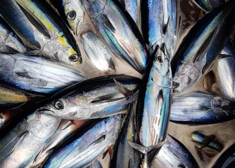 48391853_2176503592609644_7181870129972510720_n