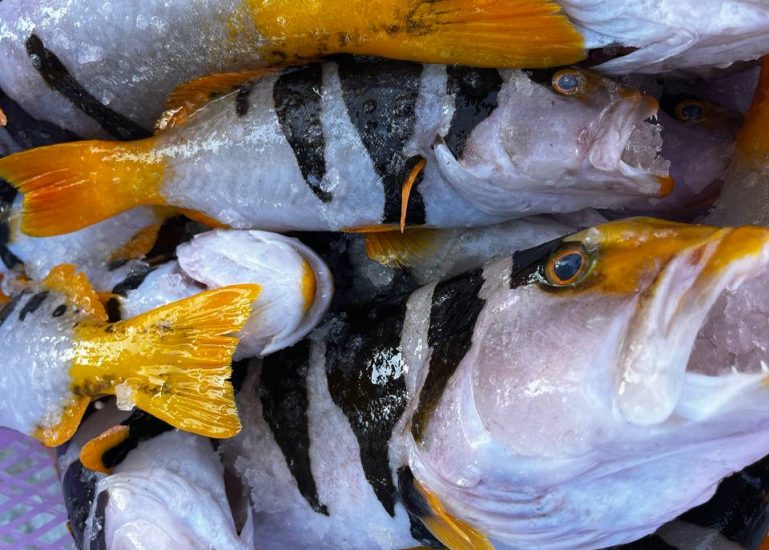 Faana Grouper Farumas (12)